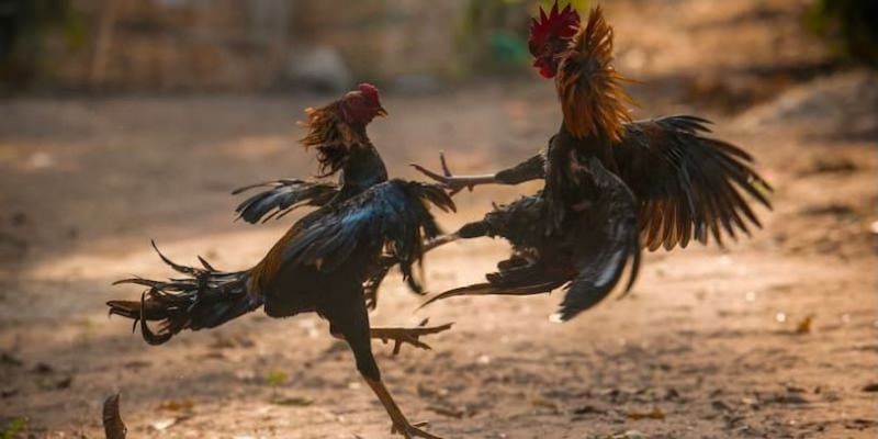 Đá Gà tại nhà cái Bongvip cực Kỳ Chất Lượng Hiện Nay 2025