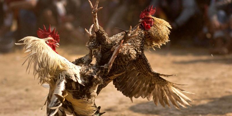 Đá gà MMWIN - Hứa hẹn mang đến trải nghiệm giải trí đặc sắc